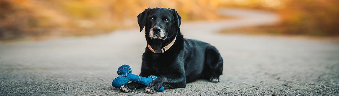 A picture of a dog with a toy on a fall street